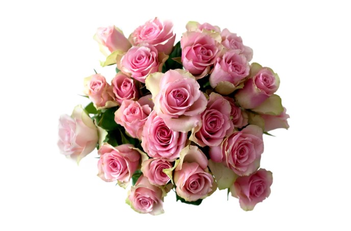 type a rose