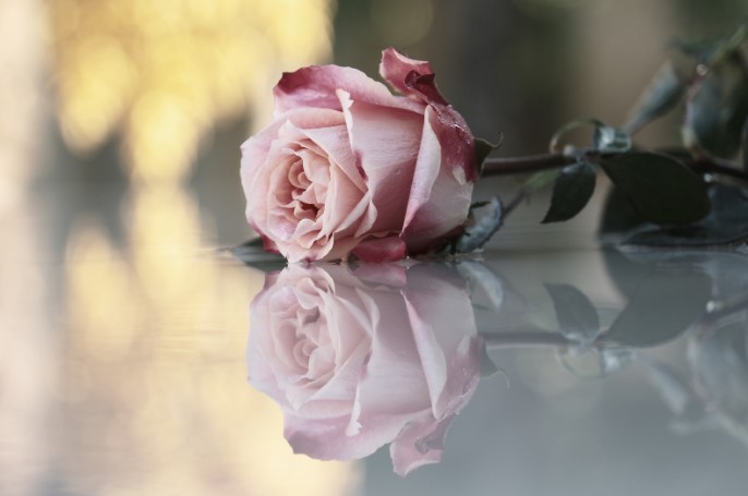 rose plant types